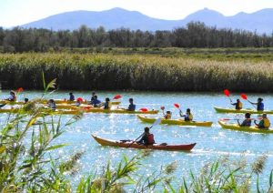 excursion en kayak pour observer les oiseaux ornitokayak